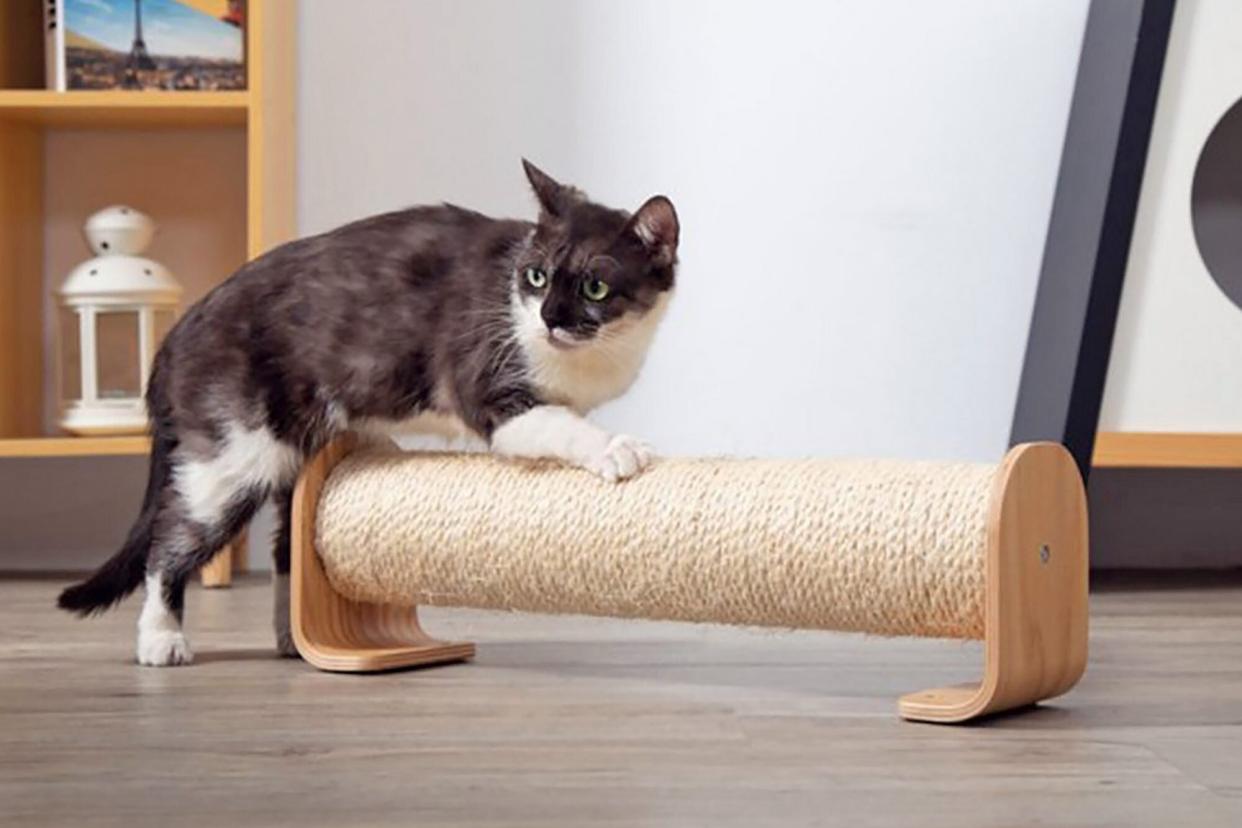 cat with scratching post