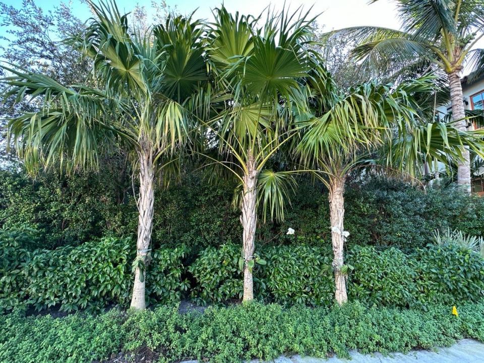 A hedge of thatch palms, Simpson's stopper and wild coffee is bordered by Salvia misella ground cover.