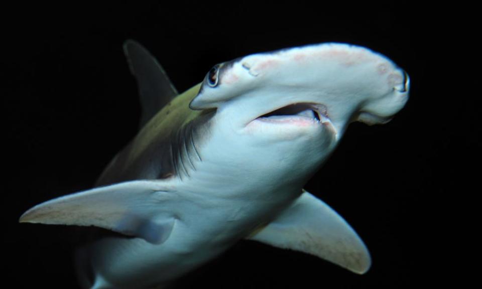 A bonnethead shark