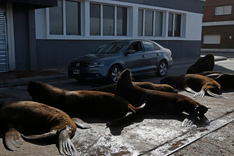 Por la poca cantidad de gente por la pandemia, los lobos marinos descansan en las calles de Mar del Plata