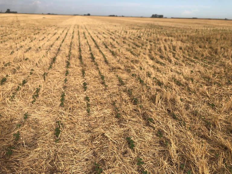 Una soja sobre rastrojo de trigo en el sudeste de Córdoba. Foto: Juan P. Ioele