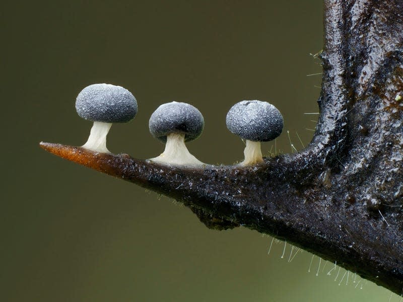 Three slime mounds on a holly leaf's spike.