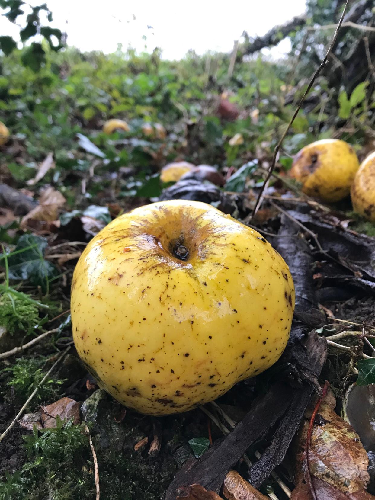 <p>Archie Thomas holding a new variety of apple which he discovered on a wooded trackway</p> (PA)