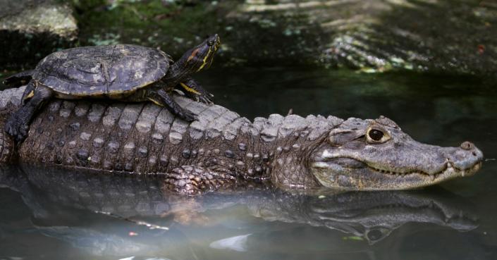 A turtle lies on top of an alligator at the Summit Zoo in Panama City on August 10, 2012. 