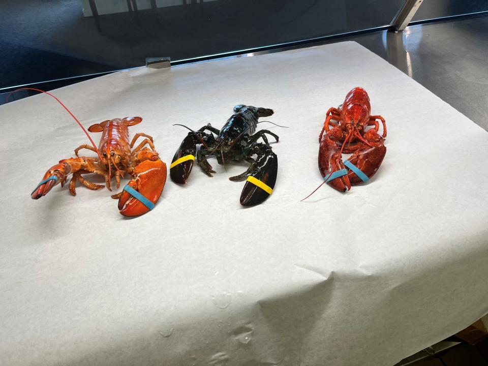 Different colored lobsters at a supermarket in New York. On the far right is an orange lobster, which are rare to find.