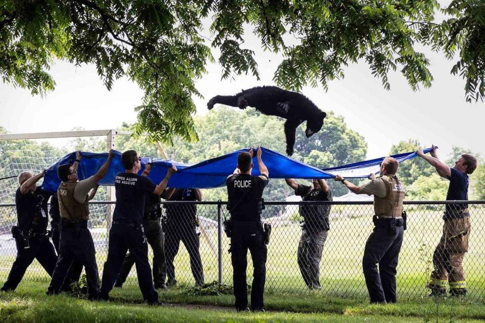 <p>Sean Simmers/The Patriot-News via AP</p> The black bear falling into a tarp after being tranquilized. 