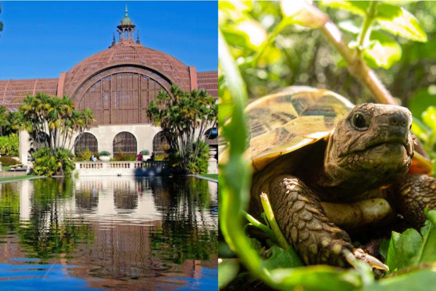 Hombre intenta robar rara tortuga en Balboa Park en San Diego