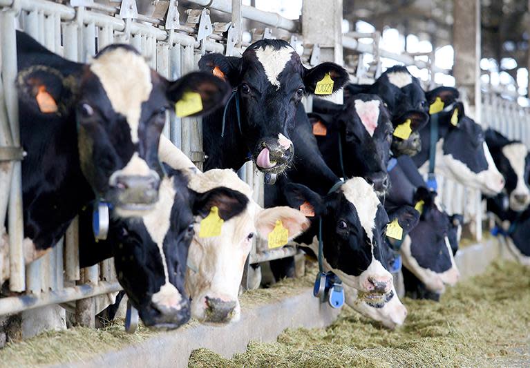 2025年起紐西蘭進口液態乳關稅即將調降為零，屆時零關稅的紐奶將大舉叩關，國產鮮乳產業勢將蒙受嚴峻的打擊。圖／聯合報系資料照片