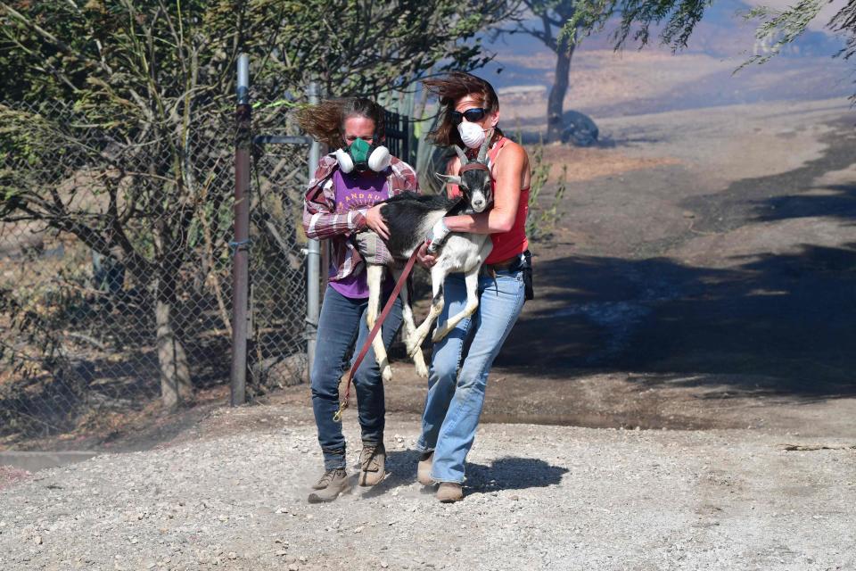 Robyn Phipps and Laura Horvitz help rescue goats from a ranch near the Reagan Presidential Library in Simi Valley during the Easy Fire in Simi Valley, Calif. on Oct.  30, 2019.