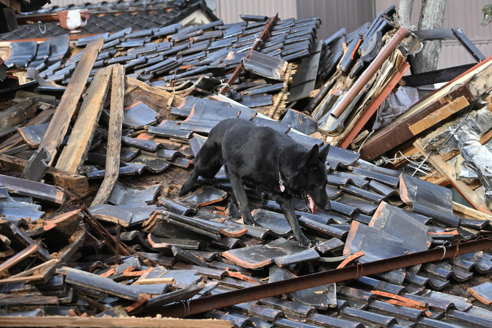 能登半島災區多棟房屋倒塌變形，救援犬Elsa隨消防員在瓦礫堆下搜索。（AFP）