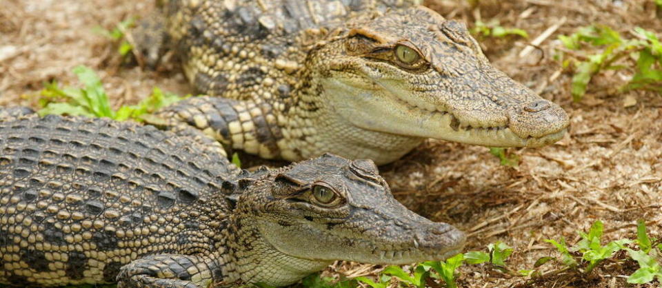 En tout, il resterait environ 200 crocodiles du Siam dans la nature.  - Credit:Rose, A. / Arco Images GmbH / picture alliance / Arco Images G