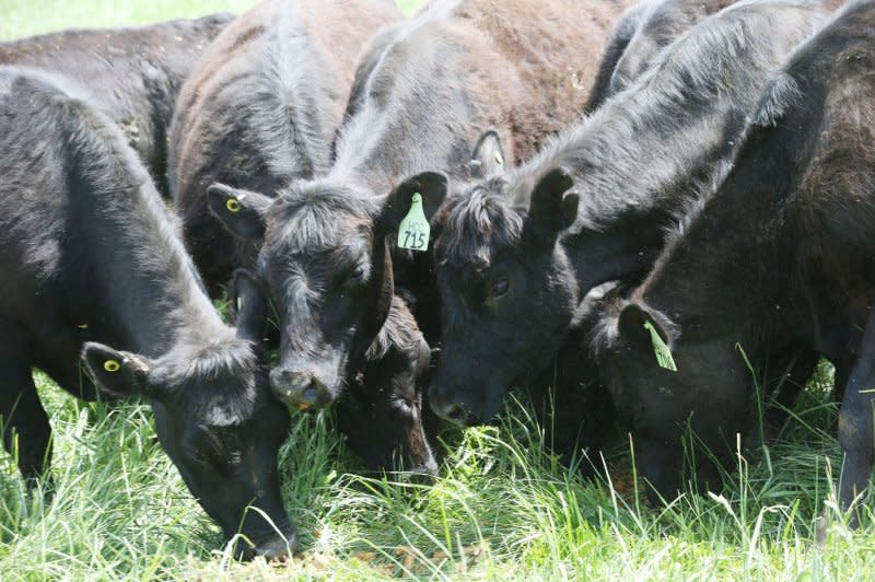 The USDA said on Wednesday that the "novel movement of H5N1 between wild birds and dairy cows" requires further testing and more action. The department said it's working with other federal agencies to protect the U.S. livestock industry from the H5N1 bird flu threat. File Photo by Bill Greenblatt/UPI