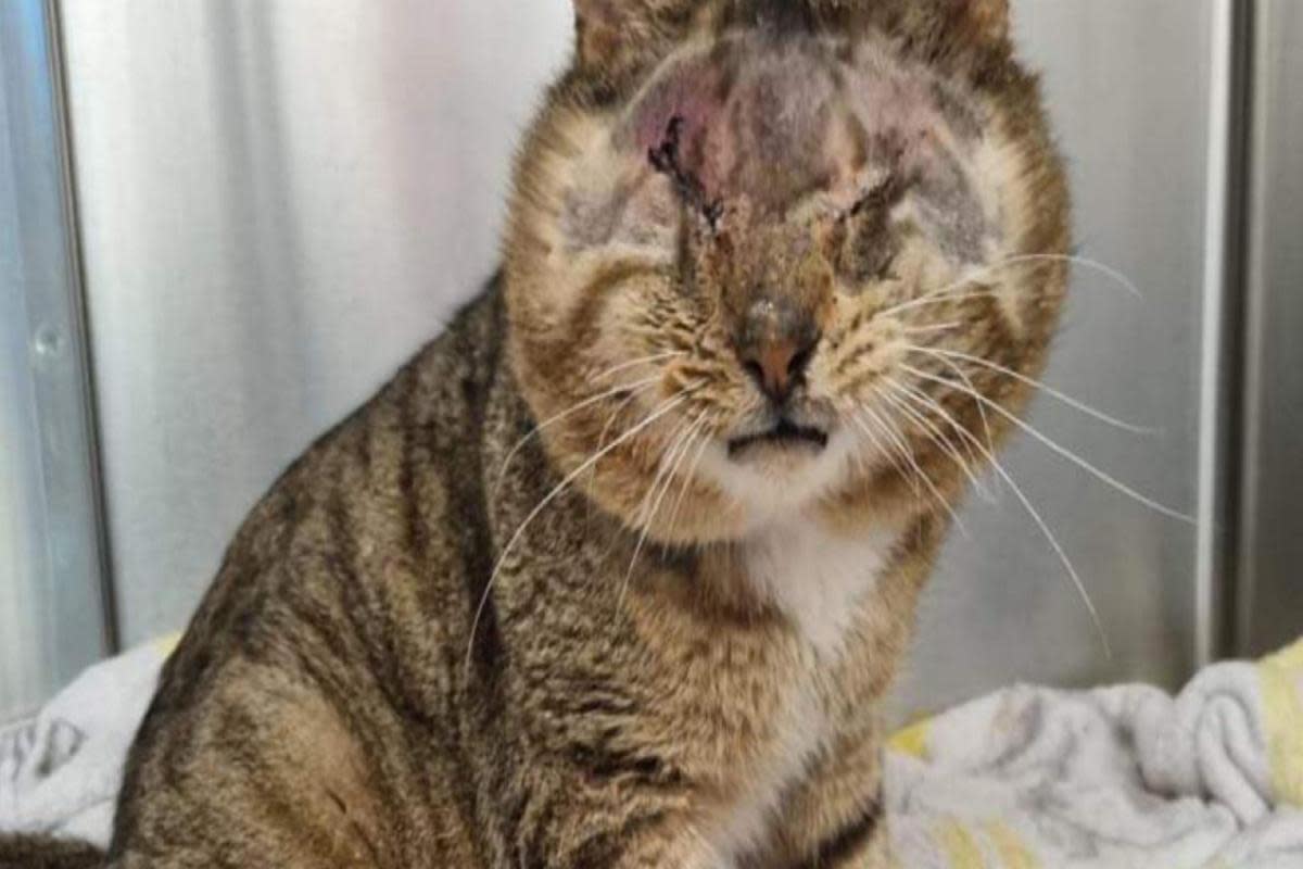 A four-year-old rescue cat has received an anonymous £500 donation after having surgery to remove his eyes <i>(Image: The East Anglia Branch of Cats Protection)</i>