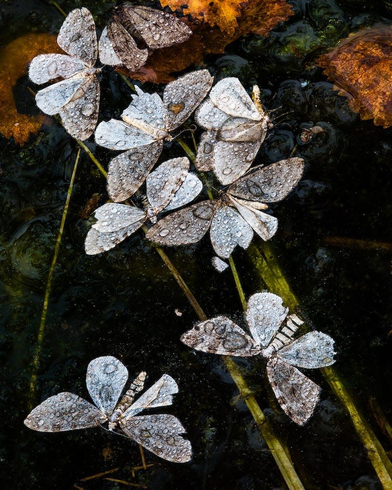 Photo: © Harald Cederlund | cupoty.com