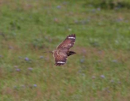 Sombre Nightjar in flight