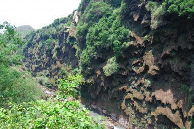 Petaloid travertine formation in the Malinghe Gorge, habitat of anther new species from the nettle family, Pilea guizhouensis.