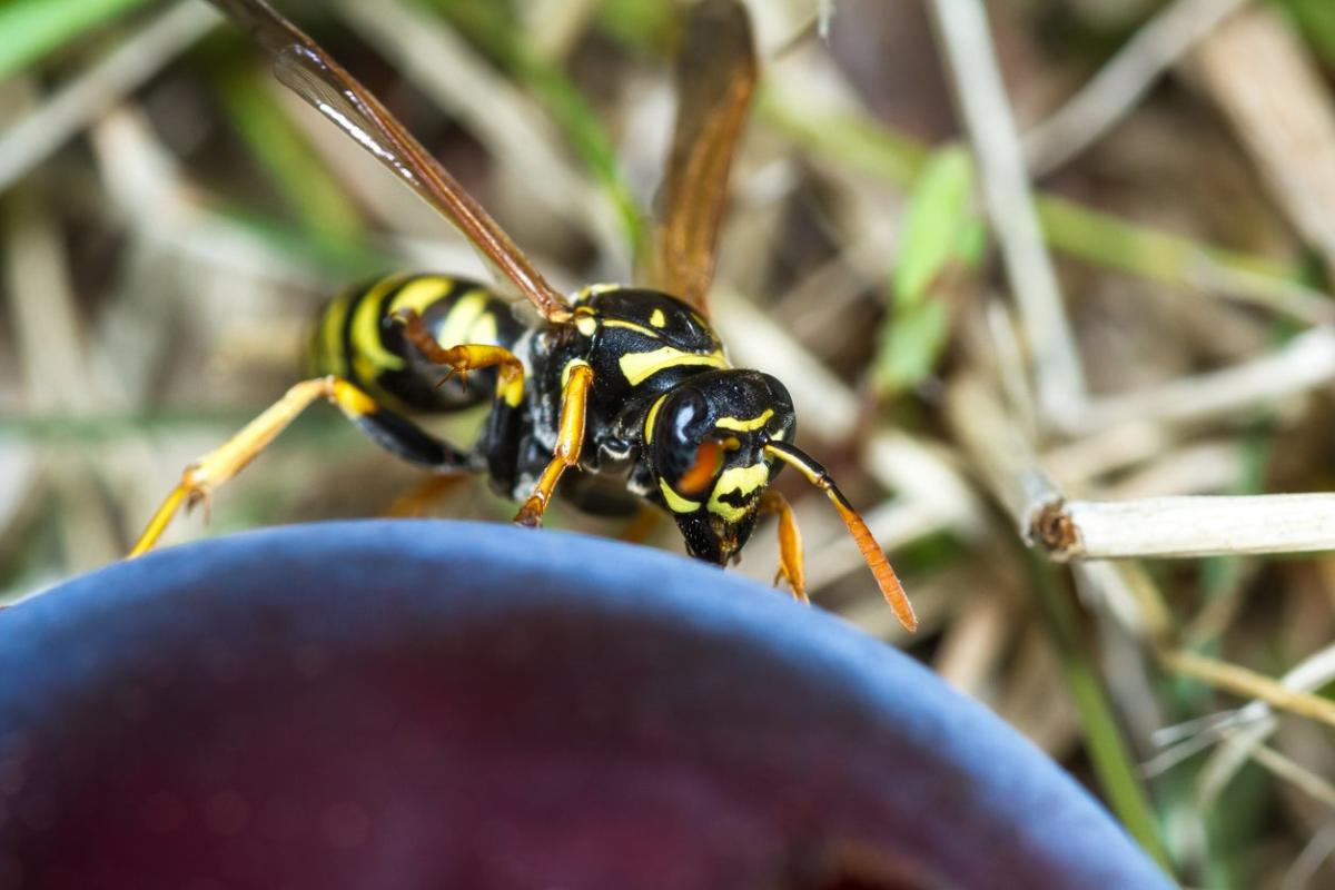 Plants and Flowers that Repel Yellow Jackets and Wasps