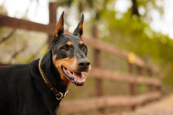 Side View Of Doberman Pinscher At Park