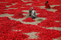 <p>Ein Arbeiter sitzt nahe der indischen Großstadt Ahmedabad inmitten roter Pfefferschoten und entstielt sie. (Bild: Reuters/Amit Dave) </p>