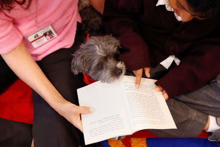 Marlon Maita, 8, reads with Leslie Hight, a therapy dog handler for New York Therapy Animals, and Izzy, a Reading Education Assistance Dog therapy dog, at Public School 57 in the Spanish Harlem section of New York, U.S., May 16, 2016. REUTERS/Shannon Stapleton