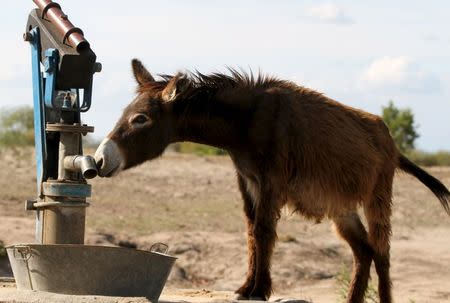 A donkey searches for water at a dry borehole in rural Masvingo, in this picture taken January 21, 2016. REUTERS/Philimon Bulawayo