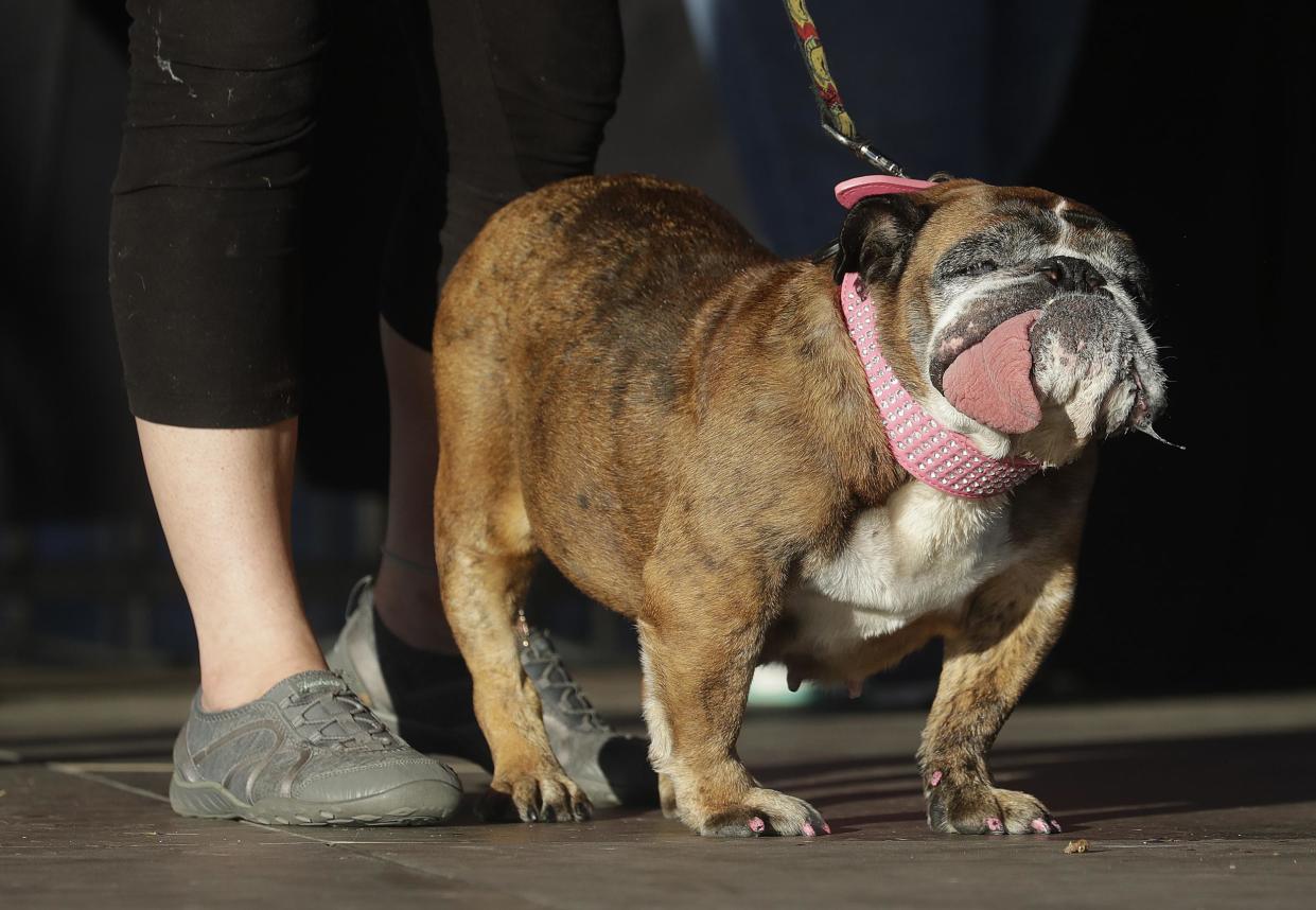 Zsa Zsa, an English Bulldog, stands onstage with Megan Brainard, before being announced the winner of the World's Ugliest Dog Contest: AP