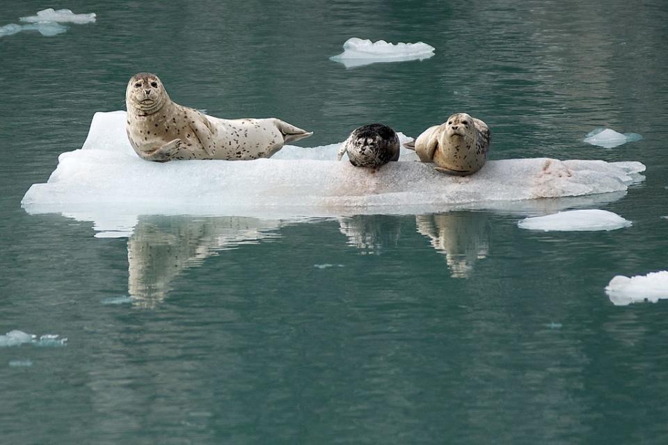 基奈峽灣國家公園—港海獺 (Photo by National Park Service / Kaitlin Thoresen, Wikimedia Commons提供, 圖片來源www.flickr.com/photos/kenaifjordsnps/9469188118) 