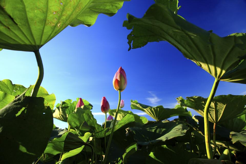 白河蓮花（圖片來源：Getty Creative）