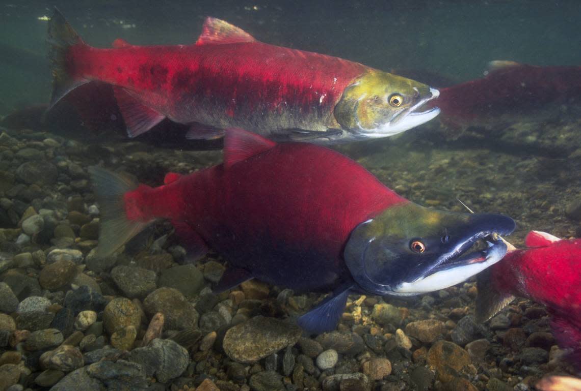 Spawning sockeye salmon.