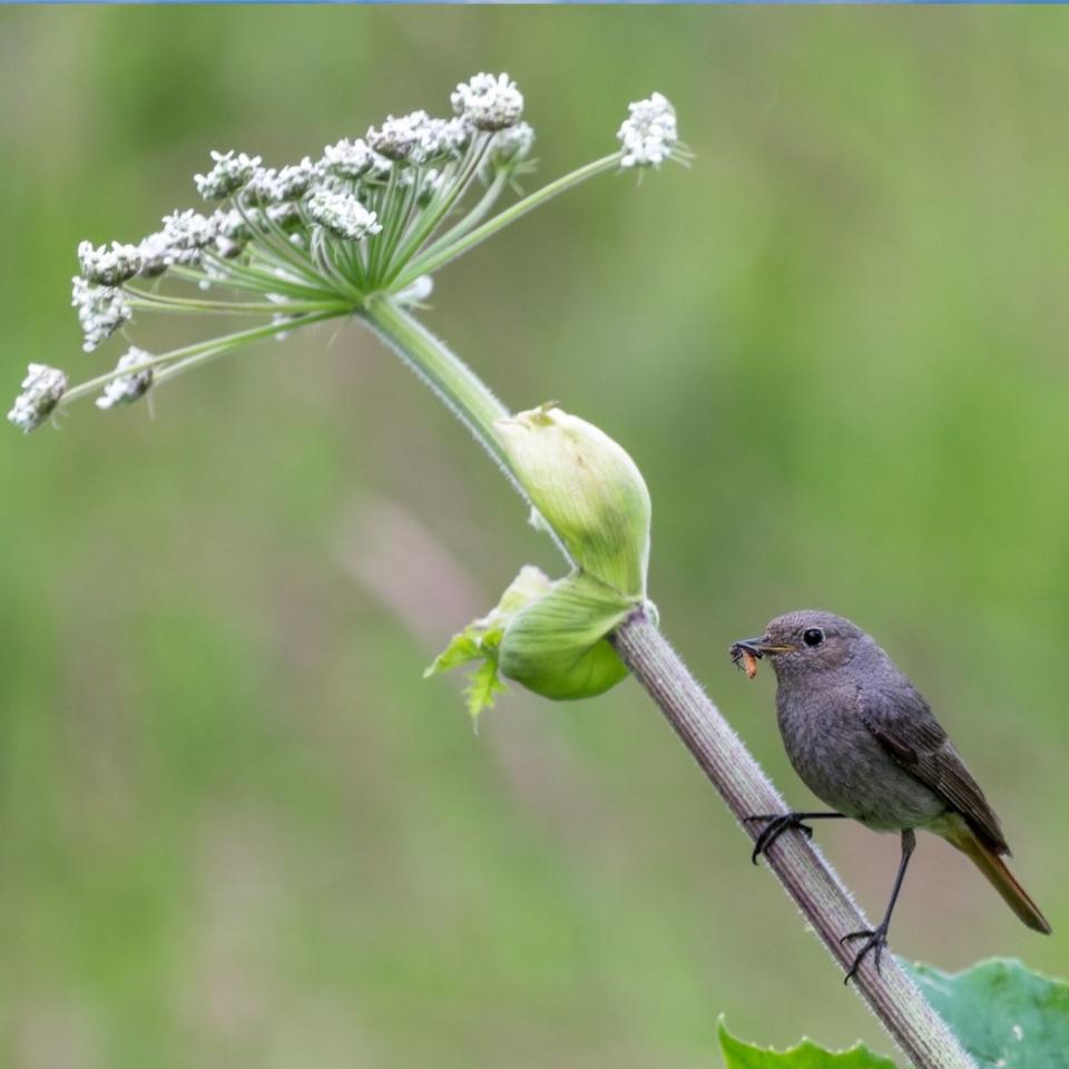 Female of Black Redstart (Phoenicurus ochruros) at the bluming spring Hogweed plant - stock photo