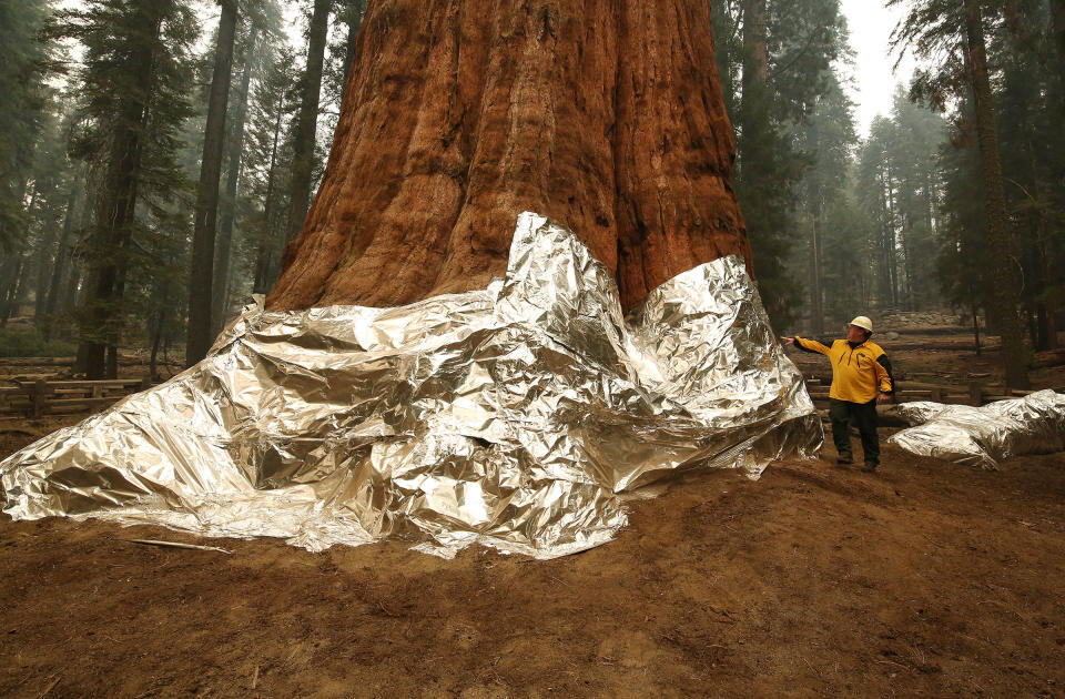 Jon Wallace, Operations Section Chief, stands next to General Sherman, a historic tree that is being protected by foil from fires at Sequoia National Park, Calif., Wednesday, Sept. 22, 2021.<span class="copyright">Gary Kazanjian—AP</span>