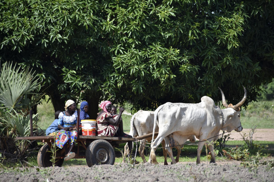 Women are transported by a bullock cart in the village of Binmar, Chad, Friday, July 19, 2024. (AP Photo/Robert Bociaga)