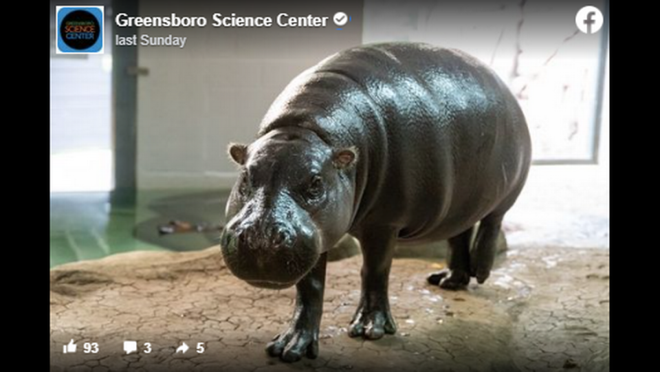 Pygmy hippos are endangered, making conservation efforts essential, the center said.