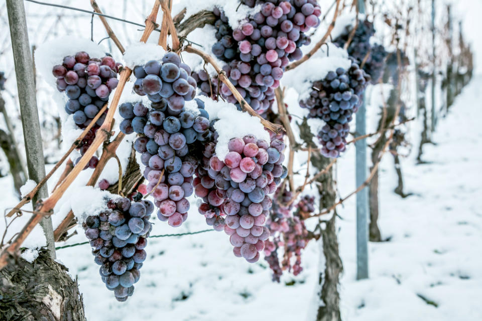 Las uvas congeladas se utilizan en la elaboración del Ice Wine o Eiswine