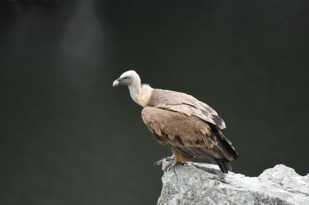 The extinct species may have been a relative of the living Griffon Vulture (pictured). Shutterstock