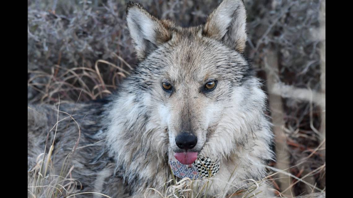 A Mexican wolf from the Eagle Creek pack was captured and collared during the 2023 annual count in Arizona.