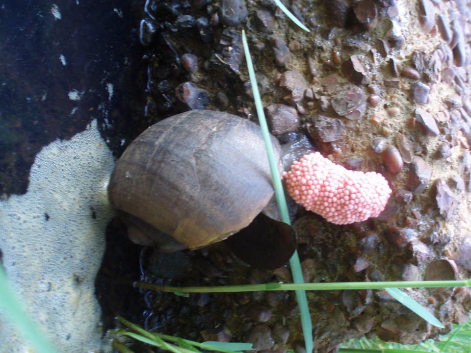 Apple snails lay eggs in large, bright pink masses, which is often how their presence in a given environment becomes known to humans. / Credit: North Carolina Wildlife Resources Commission