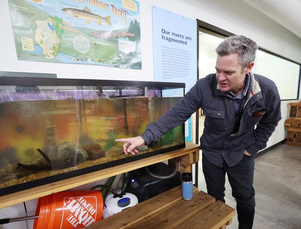 Artist Chris Peterson looks over small cutthroat trout in an aquarium at the Neighborhood Hive in Sugar House on Tuesday, April 4, 2023. Peterson is overseeing an art contest for the Utah Wildlife Federation. | Jeffrey D. Allred, Deseret News
