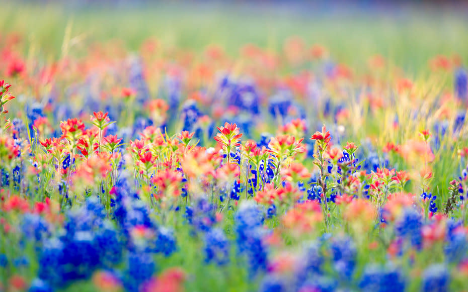 Texas-Bluebonnets-Spring-13-TXBLOOMS0316.jpg