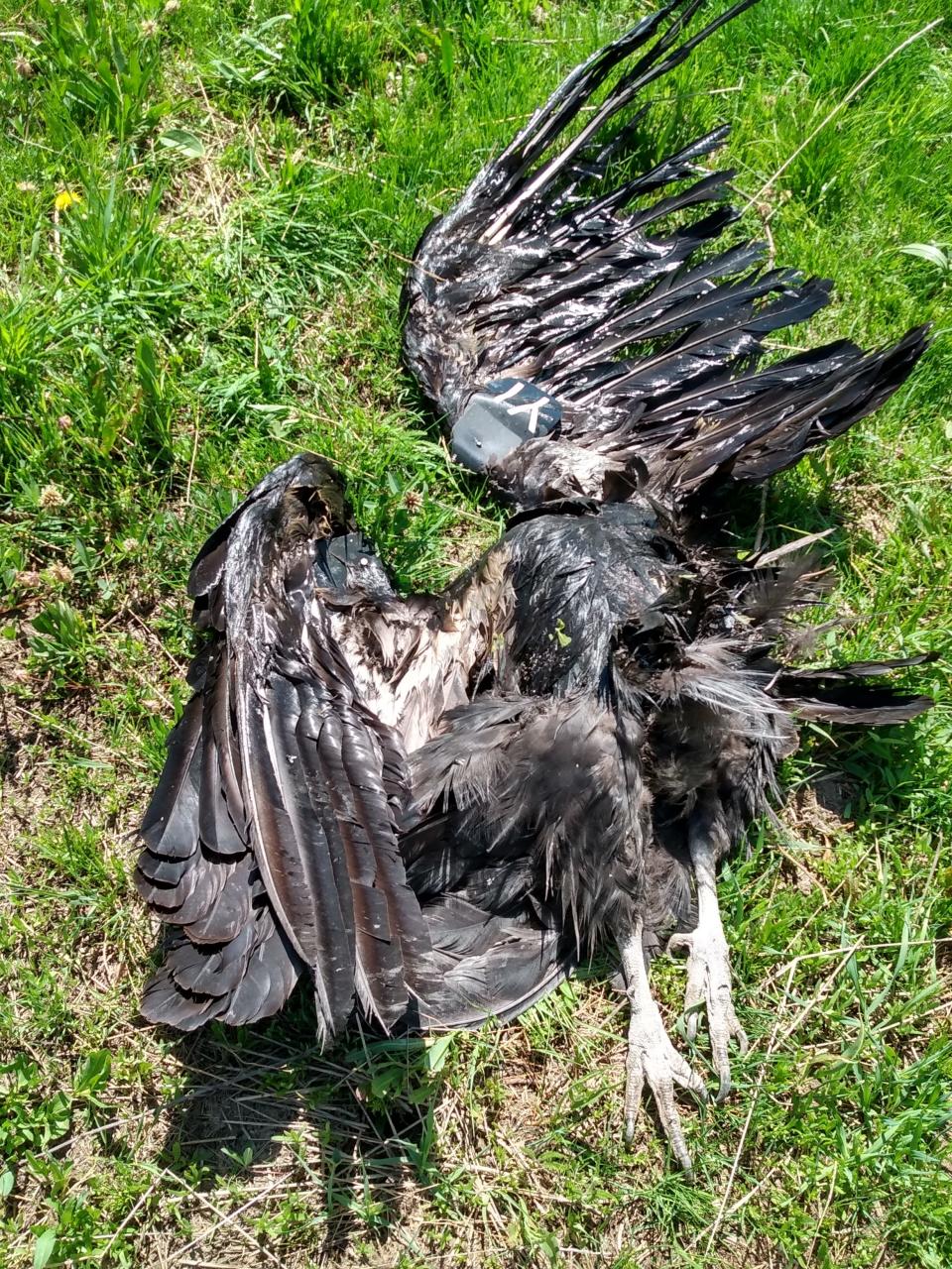A California condor was found dead in southern Utah. Officials say it was shot with a firearm. (Credit: Utah Division of Wildlife Resources)