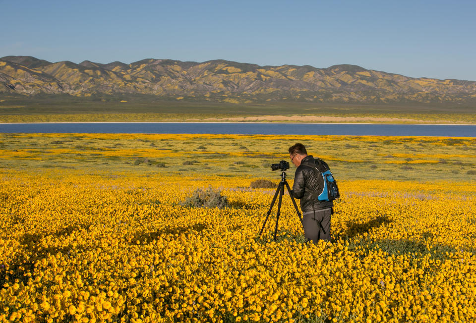 Hillsides and pastures covered in a carpet of golden field wildflowers drew thousands of visitors this spring to Carrizo Plain, in 2017, during an epic wildflower 