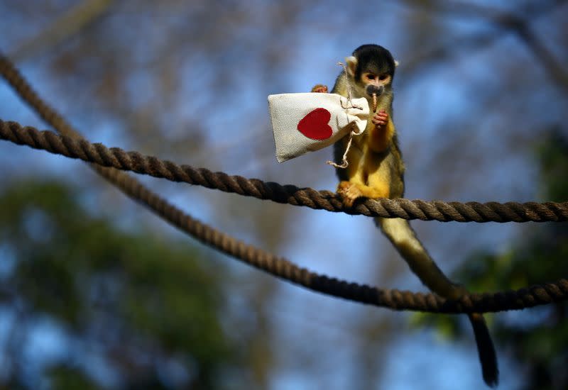 Black capped squirrel monkeys are fed treats from Valentines Day themed bags during a photo-call at ZSL London Zoo in London