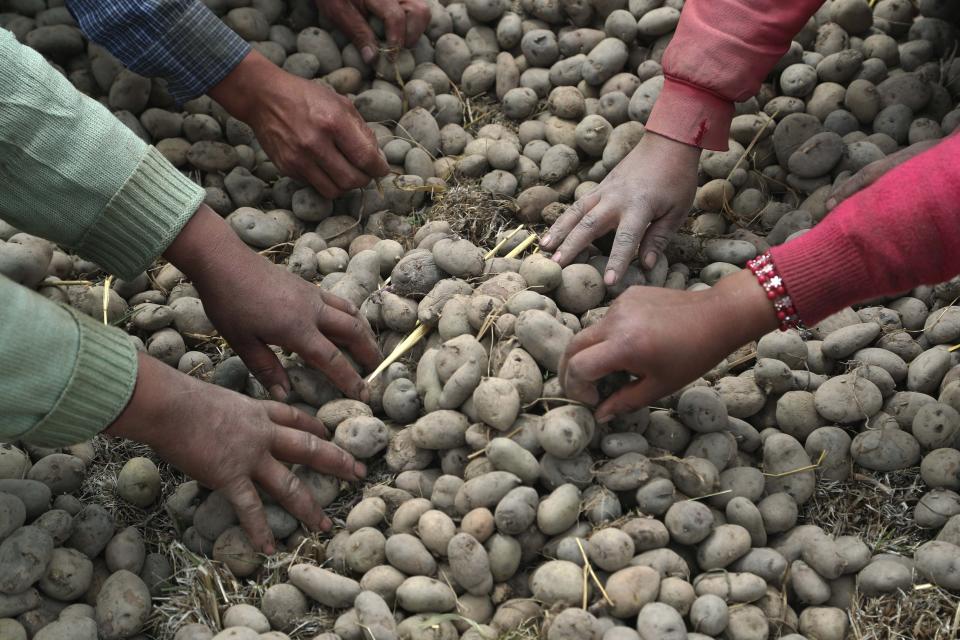 A family of potato farmers cull for seeds for their next harvest in Pisac, in southern rural Peru, Friday, Oct. 30, 2020. Several farmers said they are not able to put certain foods like fruit on the table anymore, because they are too costly. Instead, many subsist on a diet of root vegetables. (AP Photo/Martin Mejia)
