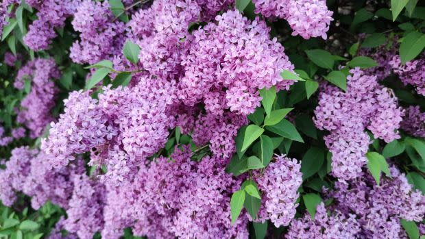 Purple lilac, the New Hampshire state flower<p><a href="https://unsplash.com/photos/CBZRLDR-E2Q" rel="nofollow noopener" target="_blank" data-ylk="slk:Karo K. via UnSplash;elm:context_link;itc:0;sec:content-canvas" class="link ">Karo K. via UnSplash</a></p>