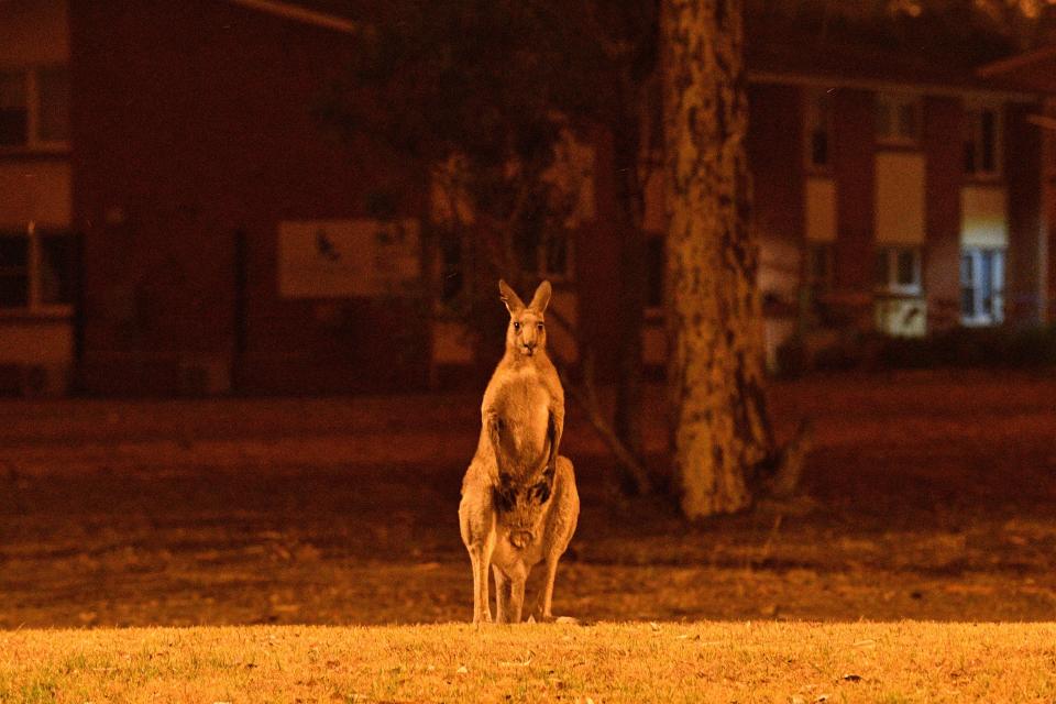 This picture taken on Dec. 31, 2019 shows a kangaroo trying to move away from nearby bushfires at a residential property near the town of Nowra in the Australian state of New South Wales. Fire-ravaged Australia has launched a major operation to reach thousands of people stranded in seaside towns after deadly bushfires ripped through popular tourist areas on New Year's Eve. (Photo by SAEED KHAN/AFP via Getty Images)