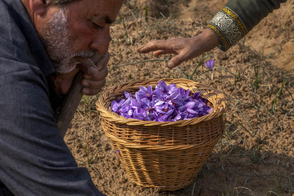 Mohammad Shafi, a Kashmiri saffron farmer along with his wife plucks crocus flowers, the stigma of which produces saffron, from a traditional outdoor farm in Pampore, south of Srinagar, Indian controlled Kashmir, on Oct. 30, 2022. As climate change impacts the production of prized saffron in Indian-controlled Kashmir, scientists are shifting to a largely new technique for growing one of the world’s most expensive spices in the Himalayan region: indoor cultivation. Results in laboratory settings have been promising, experts say, and the method has been shared with over a dozen traditional growers. (AP Photo/Dar Yasin)