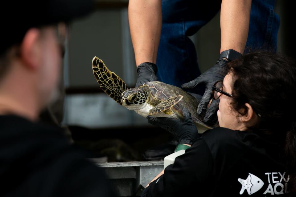 A green sea turtle is handed to a Texas State Aquarium Wildlife Rescue member at Padre Balli Park on Dec. 29, 2022.