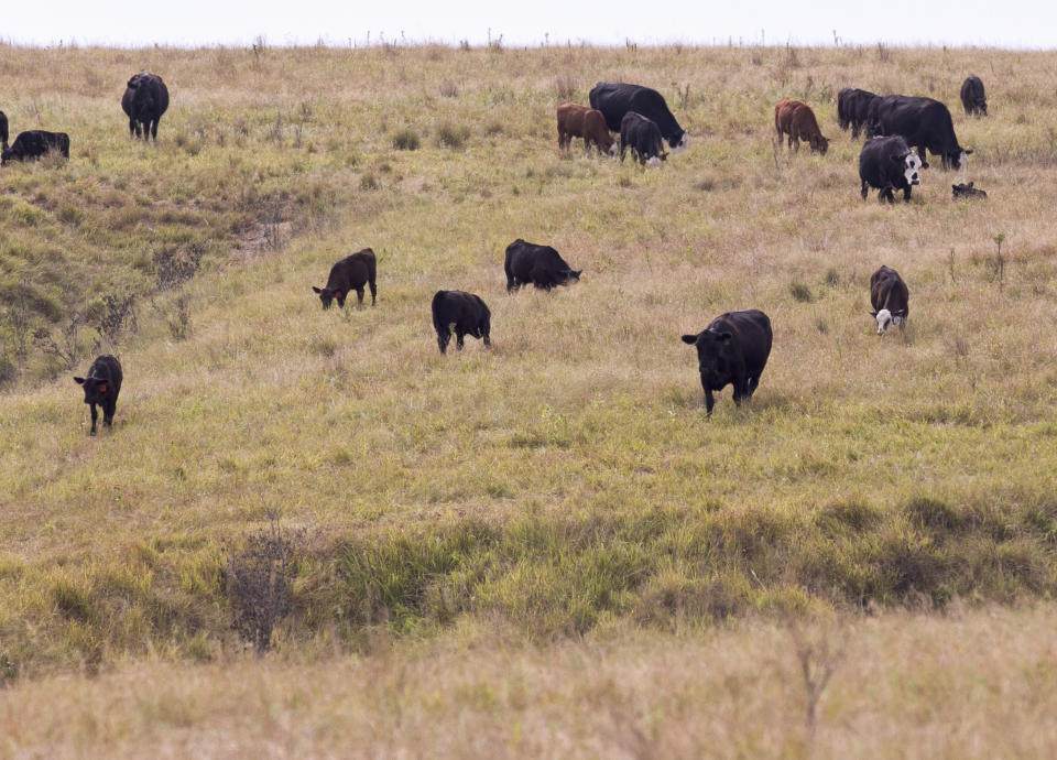 In this photo from Aug. 1, 2012, cattle belonging to Todd Eggerling of Martell, Neb., graze in thin pasture. Due to the summer's record drought and heat, his cattle operation is in bad shape. Eggerling would normally graze his 100 head of cattle through September, but the drought has left his pastureland barren. He's begun using hay he had planned to set aside for next year's cattle, and is facing the reality that he will have to sell the cattle for slaughter early at a loss. (AP Photo/Nati Harnik)