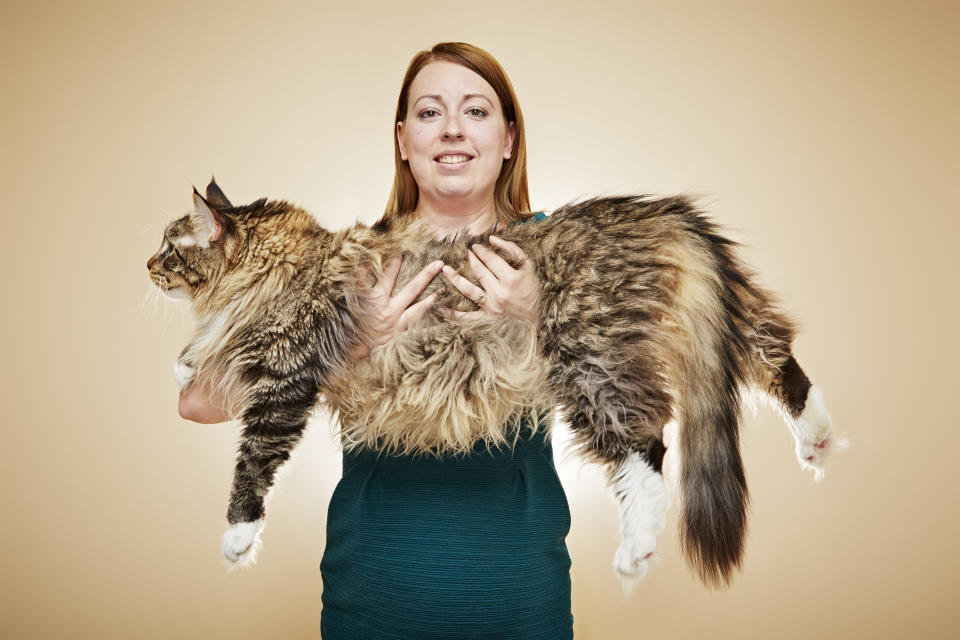 Ludo, a Maine Coon cat owned by Kelsey Gill of Wakefield, UK, measures 3 feet, 10.6 inches long.