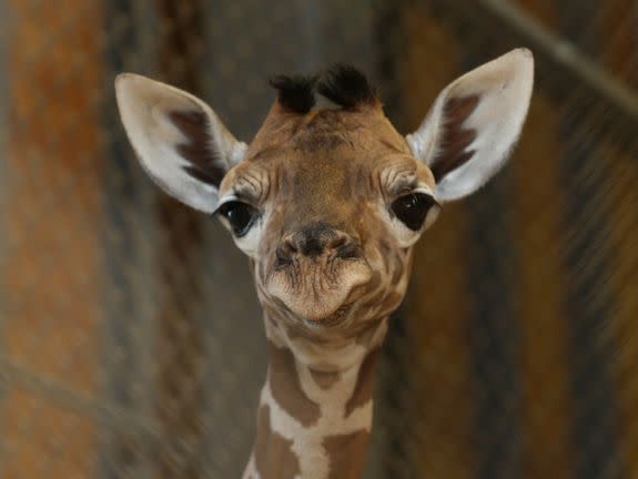 An 11- day-old  giraffe calf.